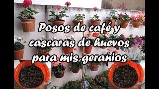 Posos de café y cascaras de huevos para mis geranios [upl. by Notlimah181]