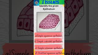 Tissues Part 21  Animal Tissues  Epithelial tissue  Epithelium shorts [upl. by Eamon]