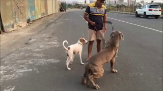 Max  Neapolitan Mastiff amp Rudy  Indian Dog Breed love to go for walk together [upl. by Antrim]