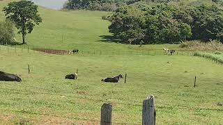 o reino encantado joanópolis terra querida [upl. by Datnow675]