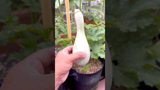 First zucchini cocozelle harvest gardening vegetablegardening fyp shorts zucchini [upl. by Ha]