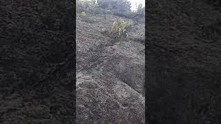 Brassavola Perini começando a floração na pedra [upl. by Erdna]