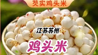 鸡头米是新鲜芡实的叫法芡实（学名：Euryale ferox Salisb ex Konig et Sims）睡莲科芡属一年生水生草本植物。 [upl. by Selle]