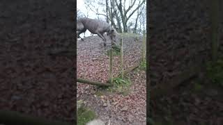 Dog jumping fence Lola the flying lurcher training gone a little to welldoglover hiphop nature [upl. by Amimej270]