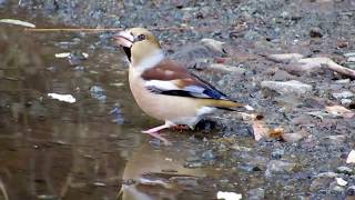 Hawfinch Coccothraustes coccothraustes Κοκκοθραύστης  Cyprus [upl. by Chernow]