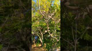 The honey locust Gleditsia triacanthos tree floweringtree nature losangeles summer trees [upl. by Artep]