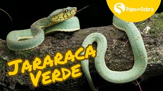 JARARACA VERDE  O perigo nas árvores [upl. by Mloclam]