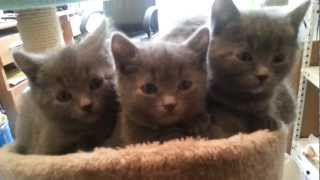 Chatons chartreux de 6 semaines [upl. by Sacks]