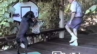 Animals DUNKING Basketballs PetTube [upl. by Kelsey]