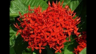 रुकमिणी 💐IXORA PLANT🍀 पौधाGROW RUKMINI  IXORA PLANT  Best Summer PLANT [upl. by Rentschler]