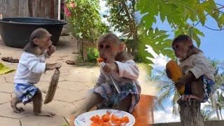 Today the little monkey went to pick papaya with his mother to eat [upl. by Karolyn493]