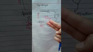 Life cycle of algae plant kingdomneet2025neet biology neet2025 ncert shorts [upl. by Thirzia]