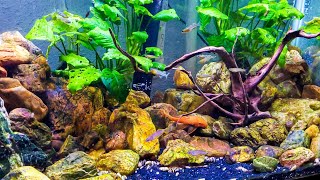 20 GALLON NANO AQUARIUM with DWARF RAINBOWFISH [upl. by Oigimer]