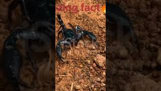 fact amazing amazingfacts facts youtubeshorts ytshorts [upl. by Yracaz]