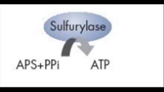 Pyrosequencing [upl. by Hurst879]