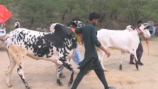 Bull Race  296 2024  hamza sky video fateh jang [upl. by Adil]