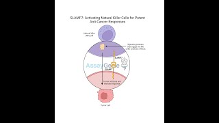 SLAMF7 Activating Natural Killer Cells for Potent AntiCancer Responses [upl. by Nadabb928]