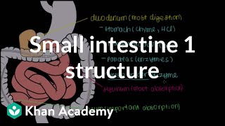 Small intestine 1 Structure  Gastrointestinal system physiology  NCLEXRN  Khan Academy [upl. by Naanac786]