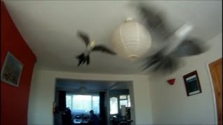 Cockatiels Flying  Slow Motion GoPro [upl. by Paola]