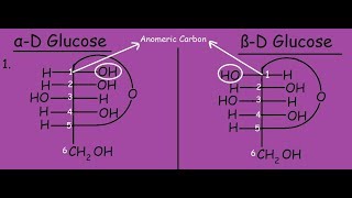 αD Glucose and βD Glucose Differences and Mutarotation [upl. by Blynn]