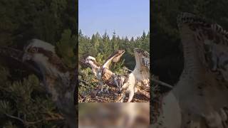 Osprey Mom brings fish in breakfast ospreynest ospreys fish birds wildlife nature [upl. by Roche]