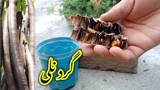 How to grow amaltas from seeds  Gird nalli beej se lagane ka tarika  Golden shower tree [upl. by Amisoc960]