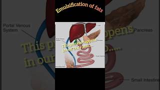 Emulsification of fats bile juice function of bile juice ytshorts shorts diyscience diy [upl. by Zwiebel66]