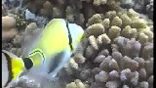 Halfmoon Triggerfish Rhinecanthus lunula [upl. by Mailliw]