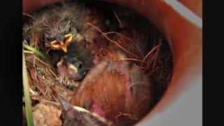 Bewicks Wren in Nest with Chicks  Austin Texas [upl. by Dnob]