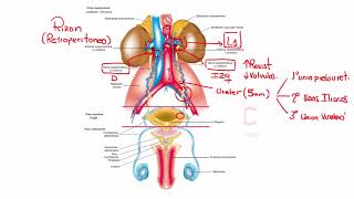 Bancos  1 RM19 3V UROLOGIA PREGUNTAS 1 AL 36 de Qx Medic on Vimeo [upl. by Konstantin]