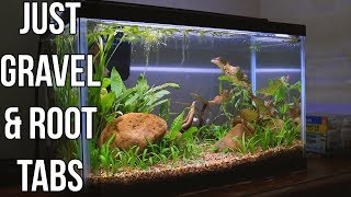 Easy Planted 10 Gallon Betta Tank is Complete [upl. by Iramo]