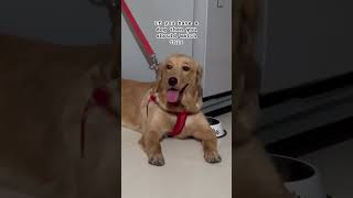 How to train a dog at homedogs funny goldenretreivers doggie dogspa doggroom dogleg doglife [upl. by Ecnaret453]