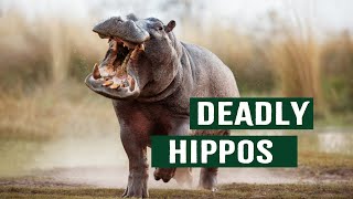 Natures Most Dangerous Apex Killers The Deadly Truth About Hippos [upl. by Frazier]