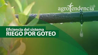 RIEGO POR GOTEO ¿sistema eficiencia [upl. by Zigrang]