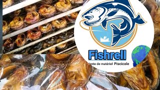 Fumage de poisson  Fishrell  aquaculture pisciculture fish [upl. by Kriss]