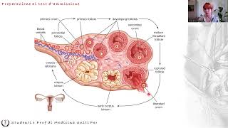 Anatomia e Fisiologia  Fisiologia Apparato Riproduttore Femminile [upl. by Corby]