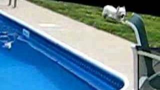 Bogie the Westie vs Pool [upl. by Kauslick124]