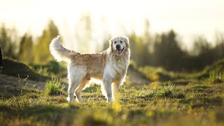 Teaching Your Golden Retriever To Come When Called [upl. by Namar]