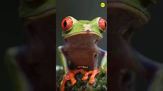 How Frogs Swallow With Their Eyes 👀 shorts ytshorts facts [upl. by Greeson]