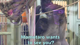 Gorilla Momotaro is very much looking forward to meeting his keepers【Kyoto City ZooGorilla Fam】 [upl. by Akirdna756]