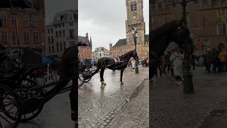 Horse shorts youtubeshorts historical horse [upl. by Atilol]