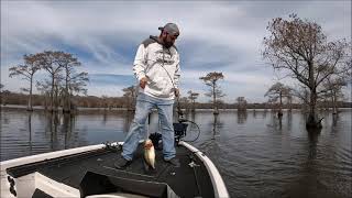 Caddo Lake February 2024 [upl. by Serrell]