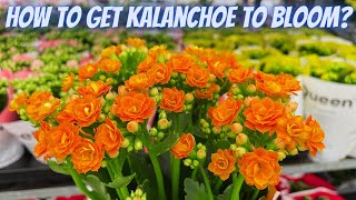 How to Get Kalanchoe to Bloom  Common Problems With Kalanchoe  Kalanchoe Care Tips [upl. by Lightfoot]