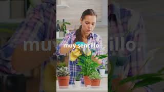 Cultiva Remolacha en Casa Fácilmente 🥬 CultivaEnCasa HuertoUrbano CultivatuHogar DIY Betabel [upl. by Skilken22]