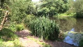 MUDEFORD WOOD POND CHRISTCHURCH DORSET [upl. by Eninnaej]