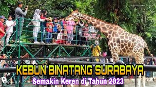 ADA YANG BARU DI KEBUN BINATANG SURABAYA 2023 [upl. by Swayne687]