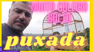 PUXADA DE COLEIRO PARA FOGUEAR [upl. by Lemrahs]