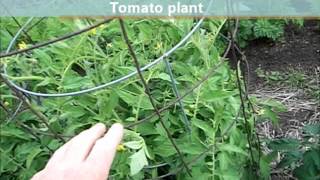 Tomatoes Determinate or Indeterminate [upl. by Okiek]