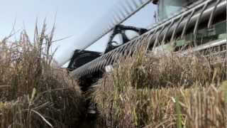 Center Pivot Irrigated Rice Harvest  Valley Irrigation [upl. by Griselda]