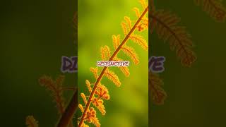 Discover the Secrets of Pteridophytes Natures Ancient Wonders Shorts [upl. by Audrit111]